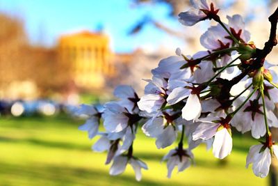 Close-up of cherry blossom on tree