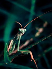 Mantis in the garden