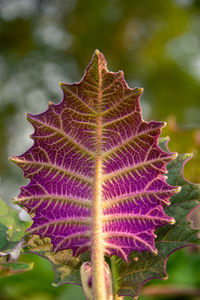 Close-up of purple flower