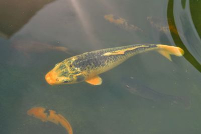 High angle view of koi carps swimming in water