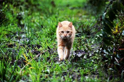 Portrait of cat on grass