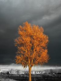 Bare tree against sky during autumn