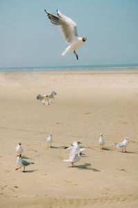 Seagulls on beach