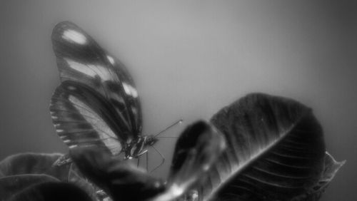 Close-up of insect