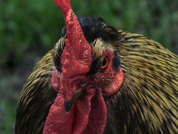 Close-up of rooster