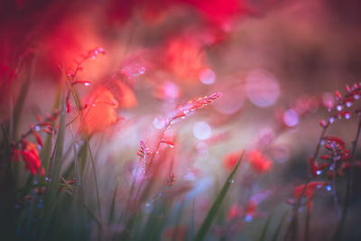 Close-up of wet pink flowering plants on field