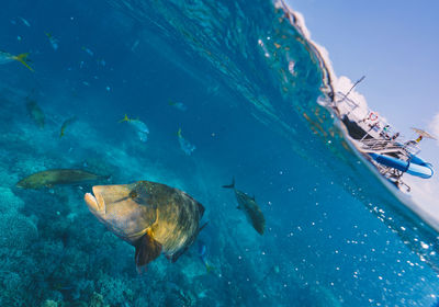 Cheilinus undulatus, maori wrasse humphead fish in australia