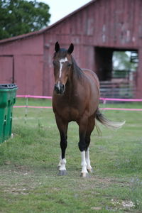 Horse standing on field