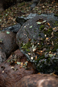 Close-up of lichen on rock