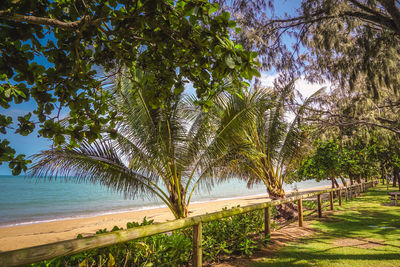 Scenic view of palm trees on beach against sky