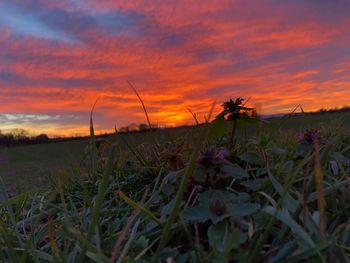 Close-up of flowers growing in field against sunset sky