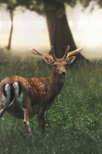 Deer in morning light 