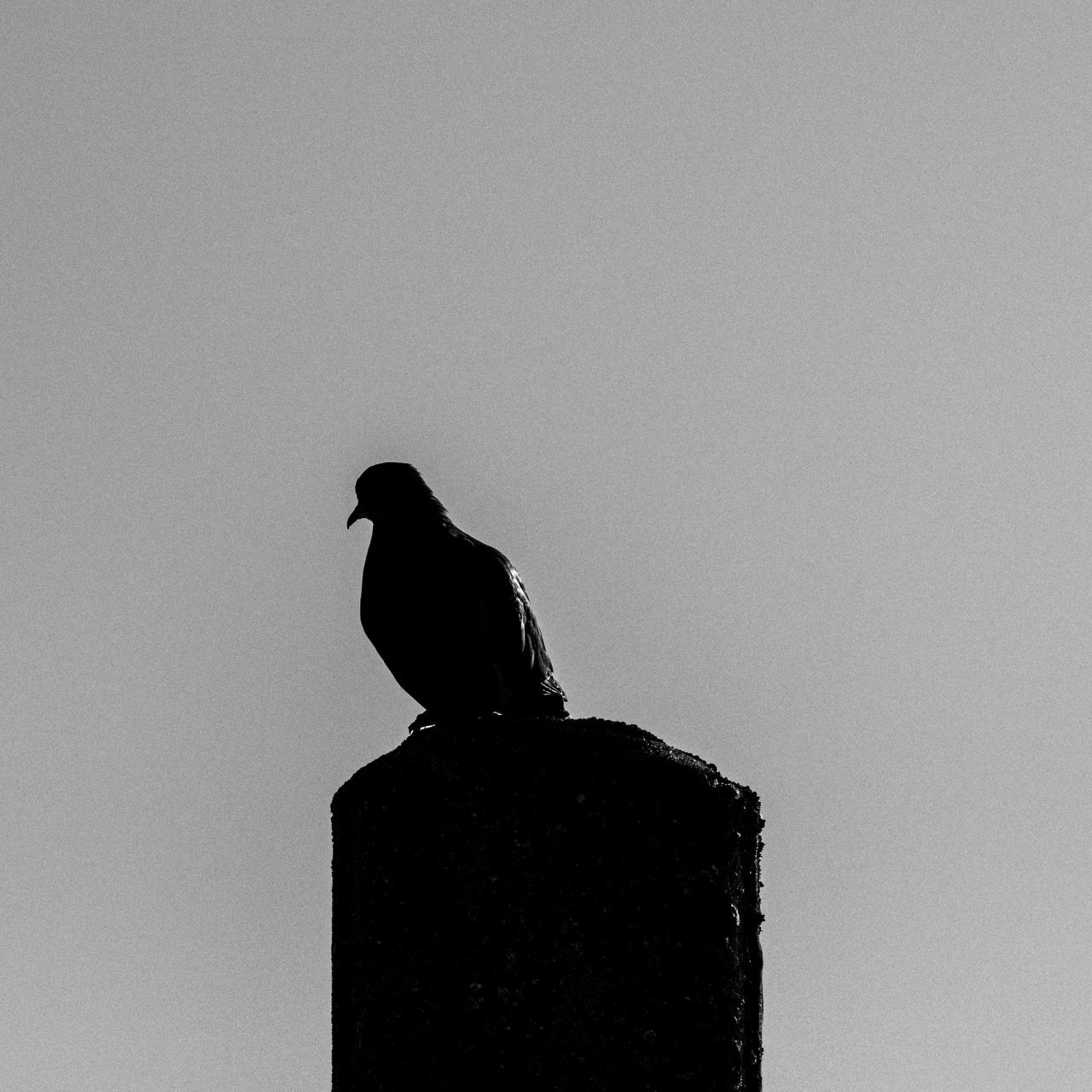 black, animal themes, animal, bird, animal wildlife, wildlife, silhouette, one animal, perching, white, monochrome, no people, monochrome photography, black and white, raven, sky, low angle view, nature, clear sky, crow, day, copy space, outdoors, blue, architecture