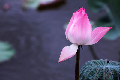 Close-up of pink lotus water lily