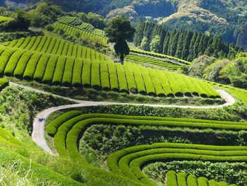 High angle view of terraced field