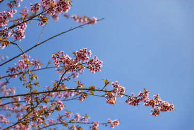 Low angle view of cherry blossoms against blue sky