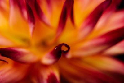 Full frame shot of orange flower