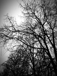 bare tree