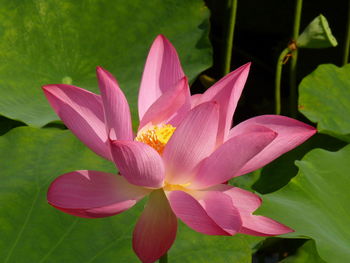 Close-up of pink lotus y in pond