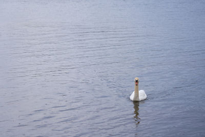 White swan on the baltic sea coast in finland