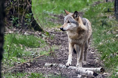 View of an animal on land