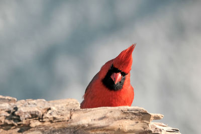 Close-up of bird perching on rock