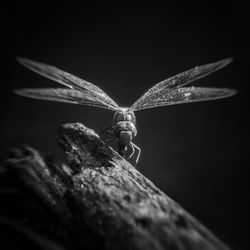 Close-up of insect on wood