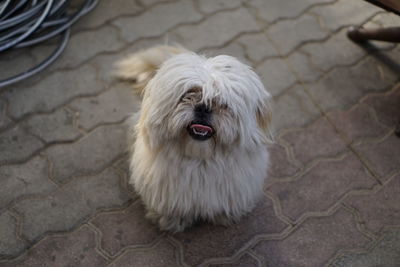 High angle view of dog sitting on footpath