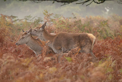 Deer in a field