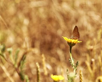 Close-up of butterfly pollinating on yellow flower