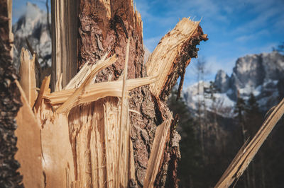 Close-up of tree trunk