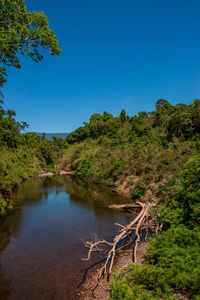 Scenic view of river in forest against clear blue sky