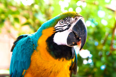 Close-up of a parrot