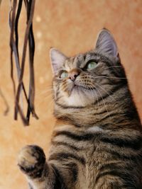 Low angle view of tabby against wall