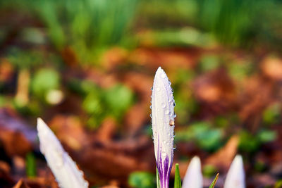 Close-up of purple crocus flower on field