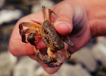 Close-up of person holding hand