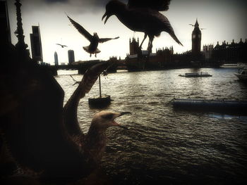 Seagulls perching on city