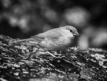 Close-up of a bird