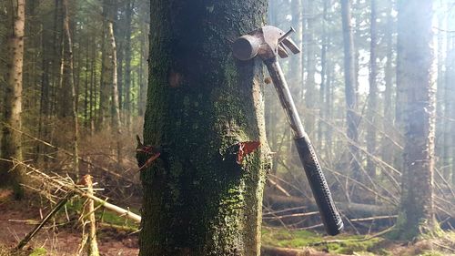 View of tree trunk in forest