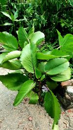 Close-up of banana tree