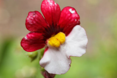 Close-up of red flower against blurred background