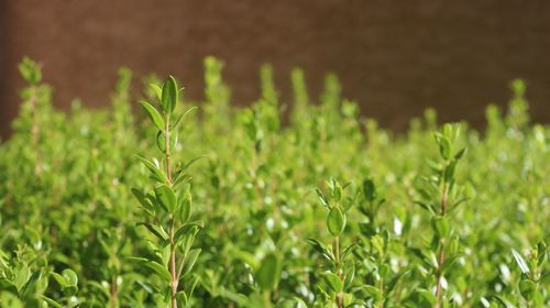 Close-up of plants growing on field