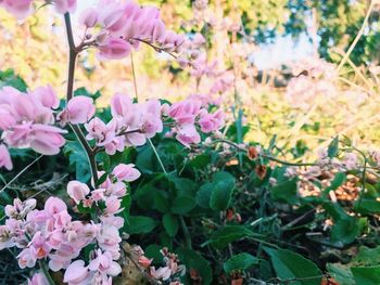 Close-up of pink flowers blooming on tree