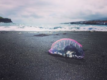 View of crab on beach