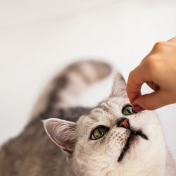 Close-up of hand holding cat