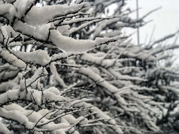 Close-up of frozen plant on snow covered tree