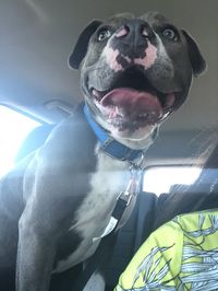 Close-up portrait of a dog