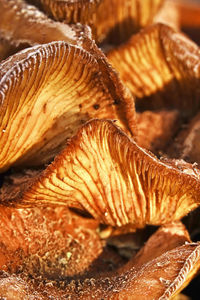 Close-up of mushroom