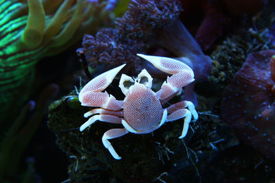 High angle view of porcelain crab on coral in sea