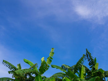 Low angle view of coconut palm tree against blue sky